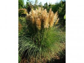 Pampasgras - Cortaderia selloana im 1 Liter Topf