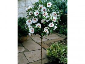 Hibiskus Red Heart® zum Stämmchen gezogen, rot-weiß blühend