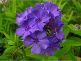 Hoher Staudenphlox, blau blühend, 2 Pflanzen im 1 Liter Topf