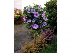 Hibiskus Oiseau bleu® zum Stämmchen gezogen, blau blühend