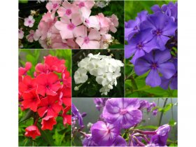 Hoher Staudenphlox, 5er Set im 1 Liter Topf, 5 verschiedene Farben