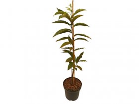 Esskastanie »Belle Epine«, Buschbaum, veredelt, im 5 Liter Topf, 600 bis 800 cm Wuchshöhe