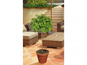 Ginkgo-Stämmchen 'Mariken'®