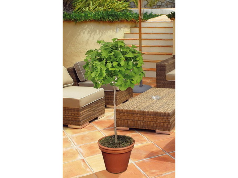 Ginkgo-Stämmchen \'Mariken\'®