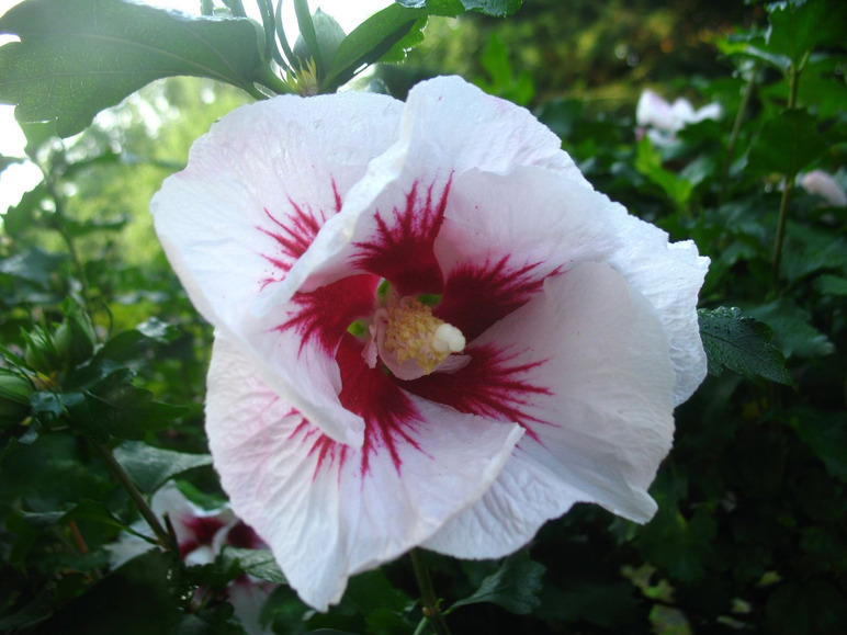 Hibiskus Red Heart® zum Stämmchen gezogen, rot-weiß blühend