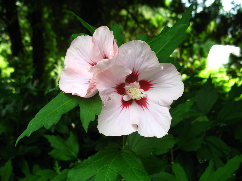 Hibiskus Red Heart® zum Stämmchen gezogen, rot-weiß blühend