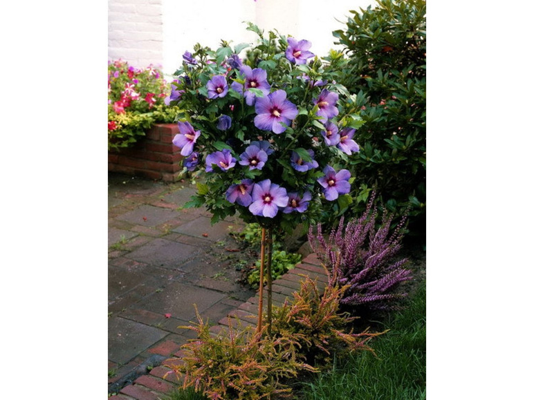 Hibiskus Oiseau bleu® zum Stämmchen gezogen, blau blühend