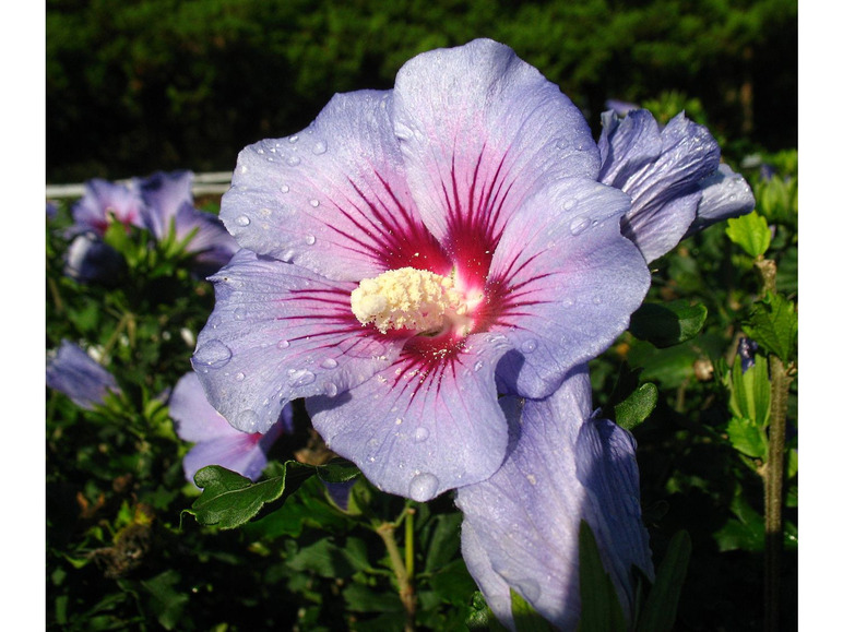 Hibiskus Oiseau bleu® zum Stämmchen gezogen, blau blühend