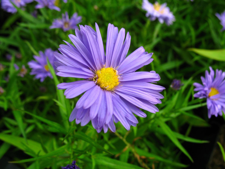 Aster dumosus - Kissenaster, dunkelblau, 5 Stauden