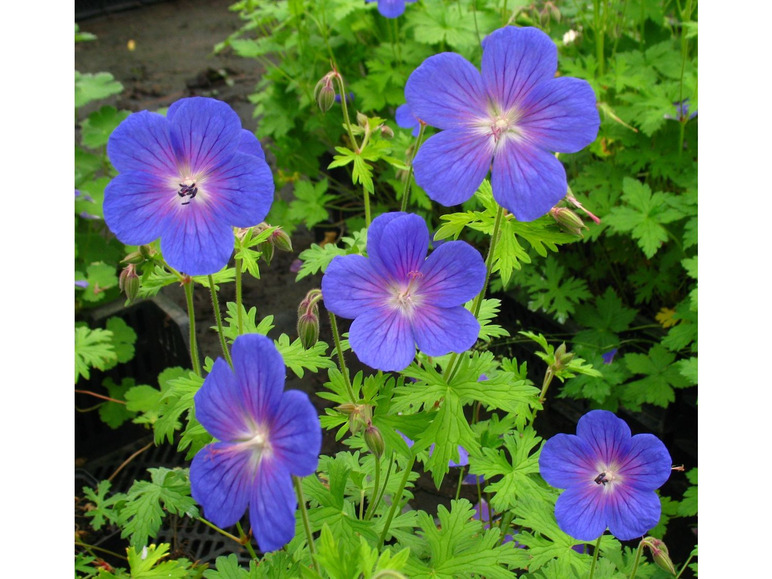 Storchenschnabel, 3 Pflanzen, blau blühend