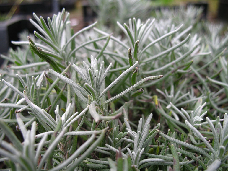 Lavendel, 5 Stauden