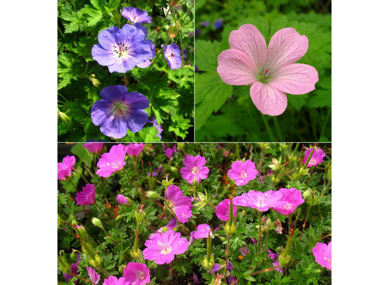 Staude Storchenschnabel-Sortiment, 3 Stück Staude Storchenschnabel-Sortiment, 3 Stück