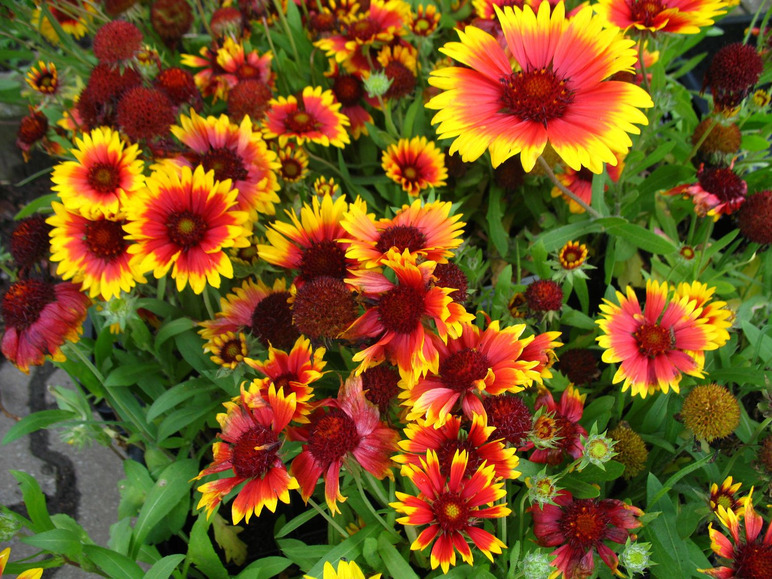 AMO Kokardenblume \'Kobold\', 3 Pflanzen