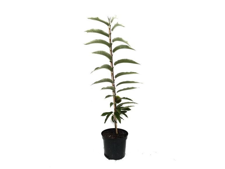 Esskastanie »Belle Epine«, Buschbaum, veredelt, im 5 Liter Topf, 600 bis 800 cm Wuchshöhe