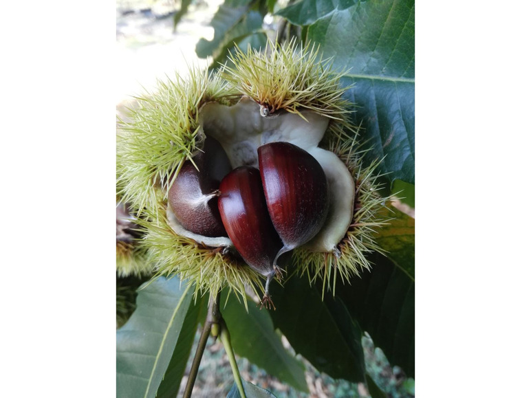 Esskastanie »Doré de Lyon«, Buschbaum, veredelt, im 5 Liter Topf, 800 bis 900 cm Wuchshöhe