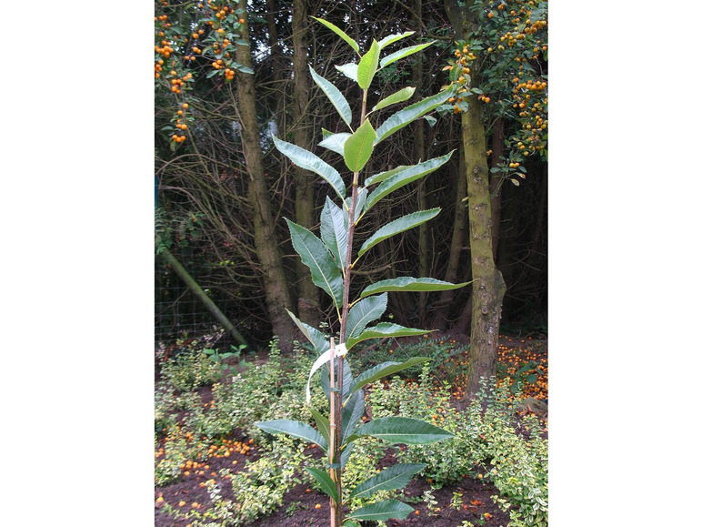 Esskastanie »Doré de Lyon«, Buschbaum, veredelt, im 5 Liter Topf, 800 bis 900 cm Wuchshöhe