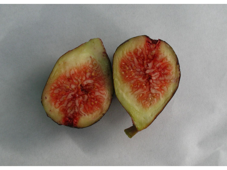 Feige »Noire de Bellon«, Obstbaum, selbstfruchtend, gut geeignet für Kübelbepflanzung