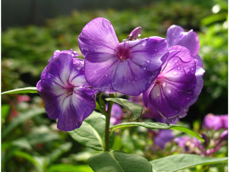 Hoher Staudenphlox, violett blühend, 2 Pflanzen im 1 Liter Topf