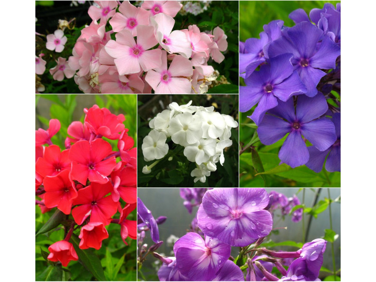 Hoher Staudenphlox, 5er Set im 1 Liter Topf, 5 verschiedene Farben