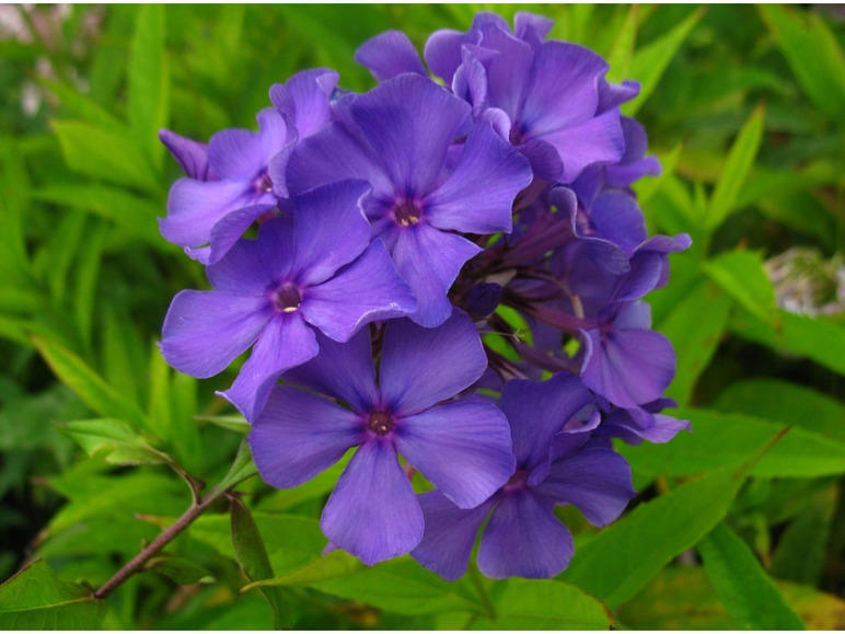 Hoher Staudenphlox, 5er Set im 1 Liter Topf, 5 verschiedene Farben