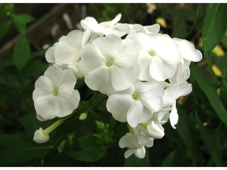 Hoher Staudenphlox, 5er Set im 1 Liter Topf, 5 verschiedene Farben
