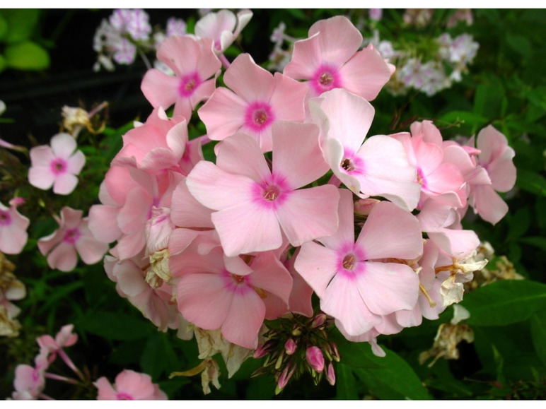 Hoher Staudenphlox, 5er Set im 1 Liter Topf, 5 verschiedene Farben