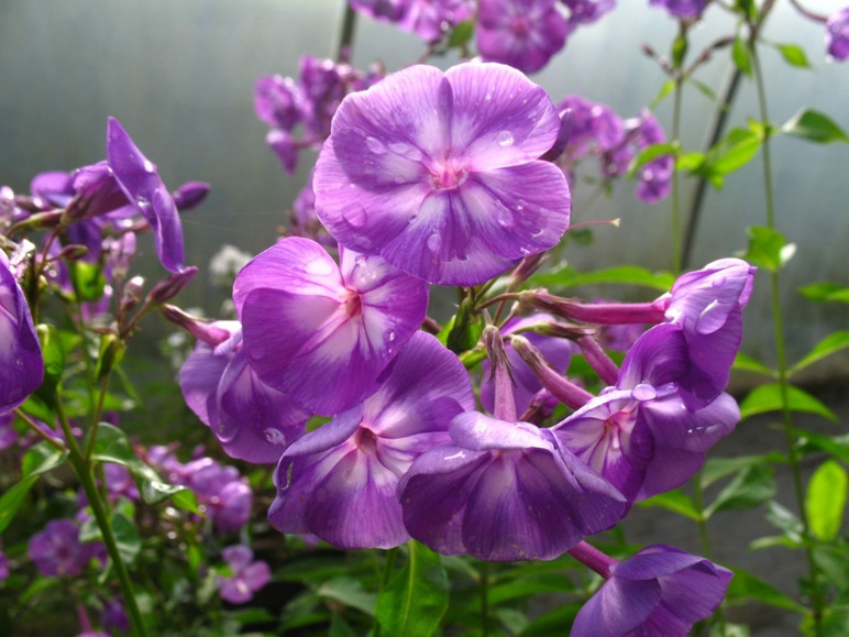 Hoher Staudenphlox, 5er Set im 1 Liter Topf, 5 verschiedene Farben