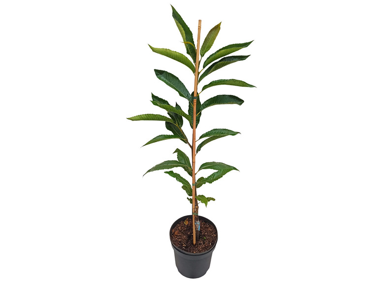 Esskastanie »Doré de Lyon«, Buschbaum, veredelt, im 5 Liter Topf, 800 bis 900 cm Wuchshöhe