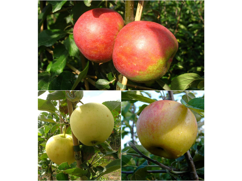 Apfelbaum-Set »Alte Sorten«, 3 Obstbäume, frühe bis späte Ernten, regelmäßig hohe Erträge