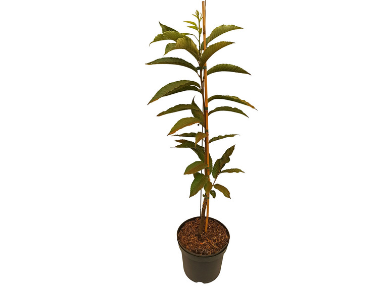 Esskastanie »Belle Epine«, Buschbaum, veredelt, im 5 Liter Topf, 600 bis 800 cm Wuchshöhe