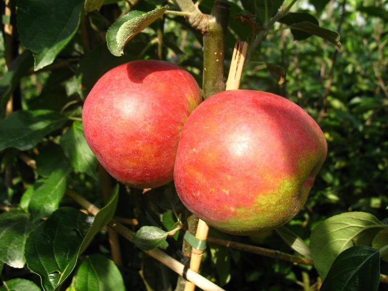 Apfelbaum »Roter Boskoop«, winterhart, 1 Pflanze, 80 bis100 cm Lieferhöhe