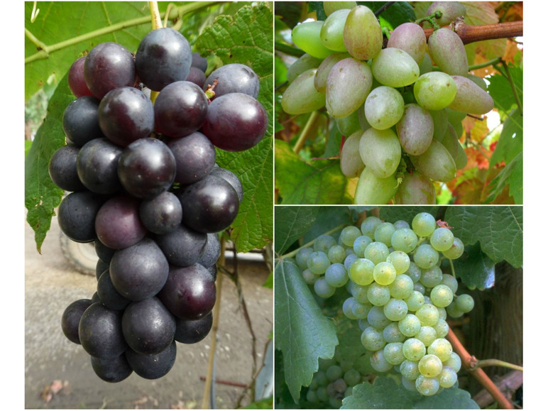 Weinreben »Suffolk Red«, »Phoenix« und »Regent«, 3 Pflanzen in rot, weiß und blau, robust