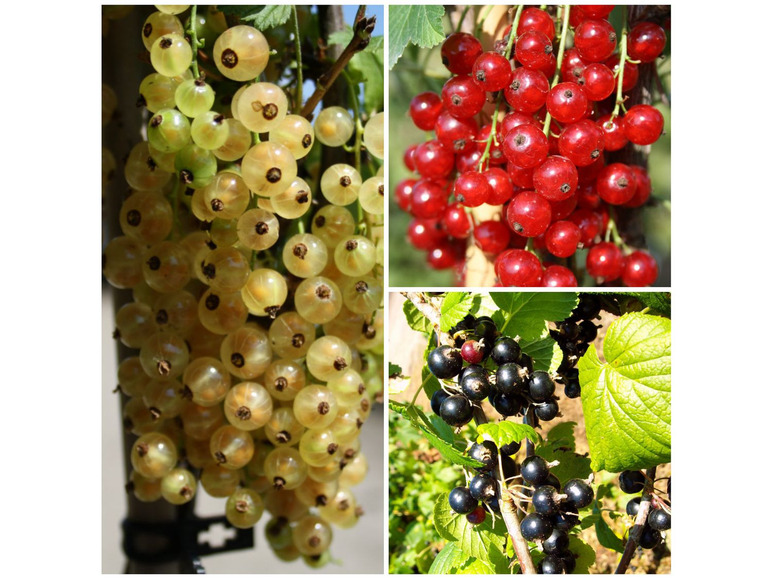Johannisbeere, 3 Sträucher je weiß, schwarz und rot, säuerlich-süß, winterhart
