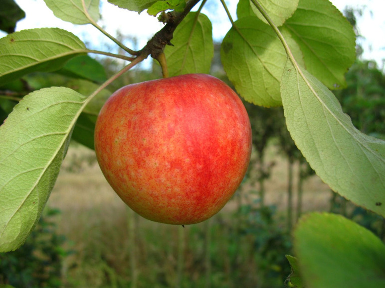 Apfel »Cox Orange«, Allergiker verträglich, winterhart, mehrjährig, 1 Pflanze