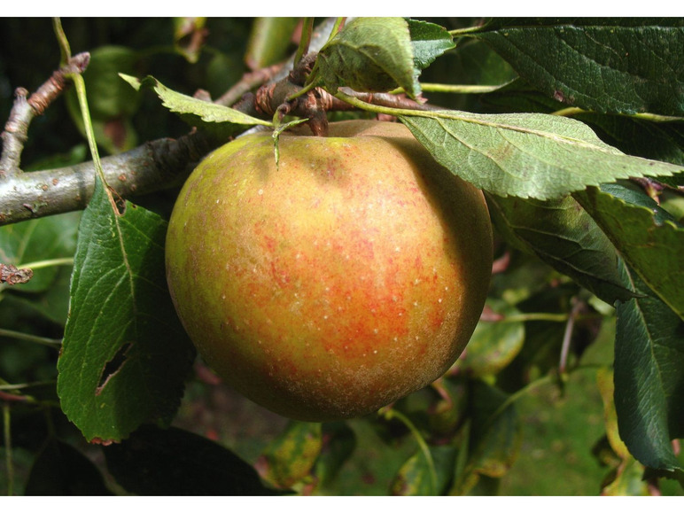 Herbstapfel 'Holsteiner Cox'