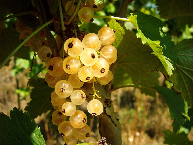 Johannisbeer-Stämmchen »Weiße Versailler®«, 1 Pflanze, winterhart, 80 cm Lieferhöhe