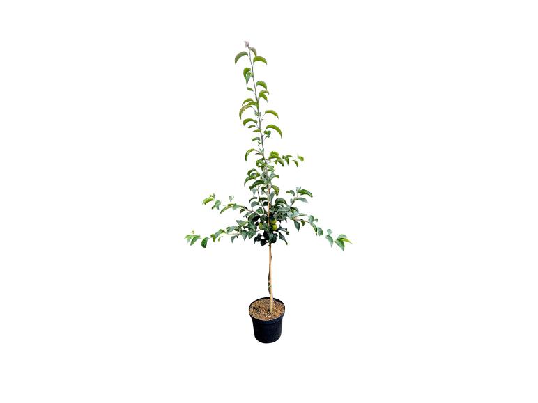 Buschbaum »Nashi«