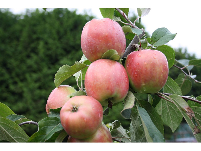 Apfelbaum »Gravensteiner«, winterhart, 1 Pflanze, 100 cm Lieferhöhe, 5 Liter Topf