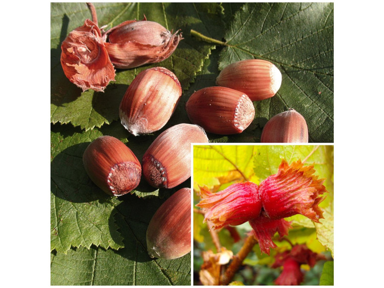 Haselnussbaum »Rote Zellernuss«, mittelgroße Nüsse, mit dunkelroten Kätzchen, winterhart