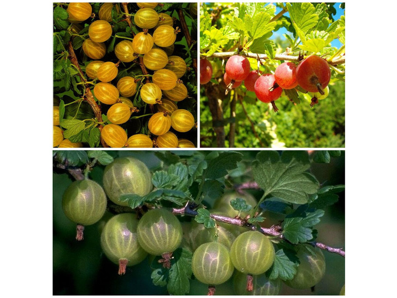 Stachelbeeren, 3 Sträucher je rot, gelb und grün, hohe Erträge, süß-säuerlich, winterhart